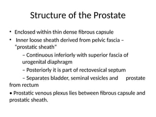 Male Reproductive System ppt.pptx anatomy and medicine | PPTX