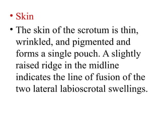 Scrotal Ridge Male Reproductive System ppt.pptx anatomy and medicine | PPTX