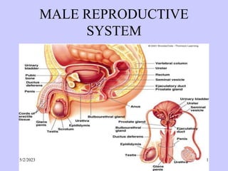 MALE REPRODUCTIVE
SYSTEM
5/2/2023 1
 