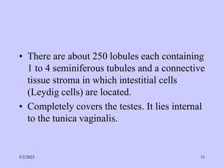 • There are about 250 lobules each containing
1 to 4 seminiferous tubules and a connective
tissue stroma in which intestitial cells
(Leydig cells) are located.
• Completely covers the testes. It lies internal
to the tunica vaginalis.
5/2/2023 11
 