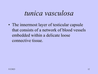 tunica vasculosa
• The innermost layer of testicular capsule
that consists of a network of blood vessels
embedded within a delicate loose
connective tissue.
5/2/2023 12
 