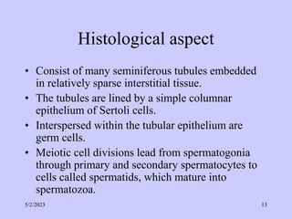 Histological aspect
• Consist of many seminiferous tubules embedded
in relatively sparse interstitial tissue.
• The tubules are lined by a simple columnar
epithelium of Sertoli cells.
• Interspersed within the tubular epithelium are
germ cells.
• Meiotic cell divisions lead from spermatogonia
through primary and secondary spermatocytes to
cells called spermatids, which mature into
spermatozoa.
5/2/2023 13
 