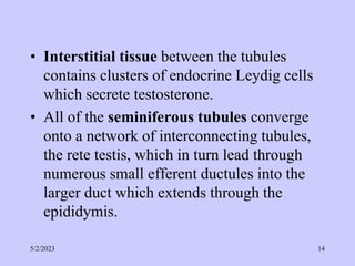 • Interstitial tissue between the tubules
contains clusters of endocrine Leydig cells
which secrete testosterone.
• All of the seminiferous tubules converge
onto a network of interconnecting tubules,
the rete testis, which in turn lead through
numerous small efferent ductules into the
larger duct which extends through the
epididymis.
5/2/2023 14
 