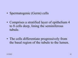 • Spermatogenic (Germ) cells
• Comprises a stratified layer of epithelium 4
to 8 cells deep, lining the seminiferous
tubule.
• The cells differentiate progressively from
the basal region of the tubule to the lumen.
5/2/2023 18
 