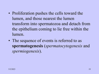 • Proliferation pushes the cells toward the
lumen, and those nearest the lumen
transform into spermatozoa and detach from
the epithelium coming to lie free within the
lumen.
• The sequence of events is referred to as
spermatogenesis (spermatocytogenesis and
spermiogenesis).
5/2/2023 19
 