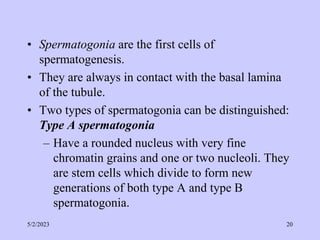 • Spermatogonia are the first cells of
spermatogenesis.
• They are always in contact with the basal lamina
of the tubule.
• Two types of spermatogonia can be distinguished:
Type A spermatogonia
– Have a rounded nucleus with very fine
chromatin grains and one or two nucleoli. They
are stem cells which divide to form new
generations of both type A and type B
spermatogonia.
5/2/2023 20
 