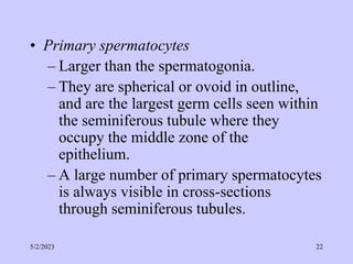 • Primary spermatocytes
– Larger than the spermatogonia.
– They are spherical or ovoid in outline,
and are the largest germ cells seen within
the seminiferous tubule where they
occupy the middle zone of the
epithelium.
– A large number of primary spermatocytes
is always visible in cross-sections
through seminiferous tubules.
5/2/2023 22
 