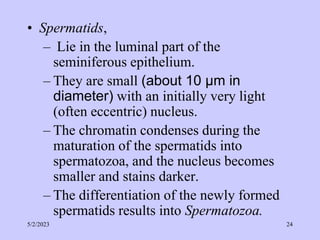 • Spermatids,
– Lie in the luminal part of the
seminiferous epithelium.
– They are small (about 10 µm in
diameter) with an initially very light
(often eccentric) nucleus.
– The chromatin condenses during the
maturation of the spermatids into
spermatozoa, and the nucleus becomes
smaller and stains darker.
– The differentiation of the newly formed
spermatids results into Spermatozoa.
5/2/2023 24
 