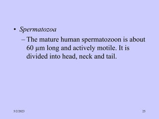 • Spermatozoa
– The mature human spermatozoon is about
60 µm long and actively motile. It is
divided into head, neck and tail.
5/2/2023 25
 