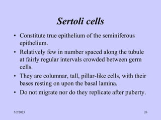 Sertoli cells
• Constitute true epithelium of the seminiferous
epithelium.
• Relatively few in number spaced along the tubule
at fairly regular intervals crowded between germ
cells.
• They are columnar, tall, pillar-like cells, with their
bases resting on upon the basal lamina.
• Do not migrate nor do they replicate after puberty.
5/2/2023 26
 