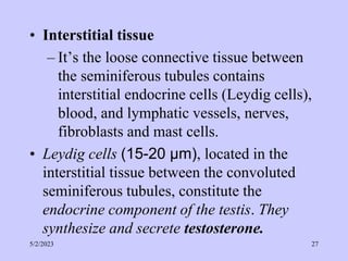 • Interstitial tissue
– It’s the loose connective tissue between
the seminiferous tubules contains
interstitial endocrine cells (Leydig cells),
blood, and lymphatic vessels, nerves,
fibroblasts and mast cells.
• Leydig cells (15-20 µm), located in the
interstitial tissue between the convoluted
seminiferous tubules, constitute the
endocrine component of the testis. They
synthesize and secrete testosterone.
5/2/2023 27
 