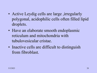 • Active Leydig cells are large ,irregularly
polygonal, acidophilic cells often filled lipid
droplets.
• Have an elaborate smooth endoplasmic
reticulum and mitochondria with
tubulovesicular cristae.
• Inactive cells are difficult to distinguish
from fibroblast.
5/2/2023 28
 