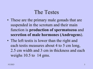 The Testes
• These are the primary male gonads that are
suspended in the scrotum and their main
function is production of spermatozoa and
secretion of male hormones (Androgens).
• The left testis is lower than the right and
each testis measures about 4 to 5 cm long,
2.5 cm width and 3 cm in thickness and each
weighs 10.5 to 14 gms.
5/2/2023 3
 