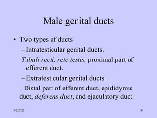 Male genital ducts
• Two types of ducts
– Intratesticular genital ducts.
Tubuli recti, rete testis, proximal part of
efferent duct.
– Extratesticular genital ducts.
Distal part of efferent duct, epididymis
duct, deferens duct, and ejaculatory duct.
5/2/2023 31
 
