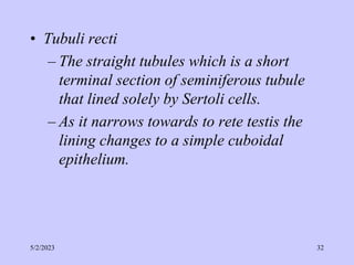 • Tubuli recti
– The straight tubules which is a short
terminal section of seminiferous tubule
that lined solely by Sertoli cells.
– As it narrows towards to rete testis the
lining changes to a simple cuboidal
epithelium.
5/2/2023 32
 