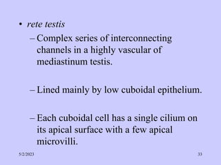 • rete testis
– Complex series of interconnecting
channels in a highly vascular of
mediastinum testis.
– Lined mainly by low cuboidal epithelium.
– Each cuboidal cell has a single cilium on
its apical surface with a few apical
microvilli.
5/2/2023 33
 