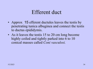 Efferent duct
• Approx 15 efferent ductules leaves the testis by
penetrating tunica albuginea and connect the testis
to ductus epididymis.
• As it leaves the testis 15 to 20 cm long become
highly coiled and tightly parked into 6 to 10
conical masses called Coni vasculosi.
5/2/2023 34
 