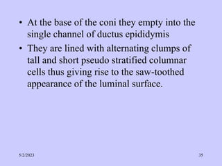 • At the base of the coni they empty into the
single channel of ductus epididymis
• They are lined with alternating clumps of
tall and short pseudo stratified columnar
cells thus giving rise to the saw-toothed
appearance of the luminal surface.
5/2/2023 35
 