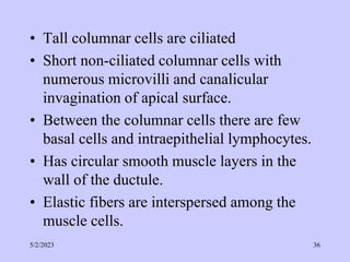 • Tall columnar cells are ciliated
• Short non-ciliated columnar cells with
numerous microvilli and canalicular
invagination of apical surface.
• Between the columnar cells there are few
basal cells and intraepithelial lymphocytes.
• Has circular smooth muscle layers in the
wall of the ductule.
• Elastic fibers are interspersed among the
muscle cells.
5/2/2023 36
 