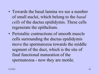 • Towards the basal lamina we see a number
of small nuclei, which belong to the basal
cells of the ductus epididymis. These cells
regenerate the epithelium.
• Peristaltic contractions of smooth muscle
cells surrounding the ductus epididymis
move the spermatozoa towards the middle
segment of the duct, which is the site of
final functional maturation of the
spermatozoa - now they are motile.
5/2/2023 38
 