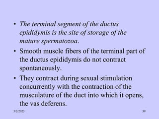 • The terminal segment of the ductus
epididymis is the site of storage of the
mature spermatozoa.
• Smooth muscle fibers of the terminal part of
the ductus epididymis do not contract
spontaneously.
• They contract during sexual stimulation
concurrently with the contraction of the
musculature of the duct into which it opens,
the vas deferens.
5/2/2023 39
 