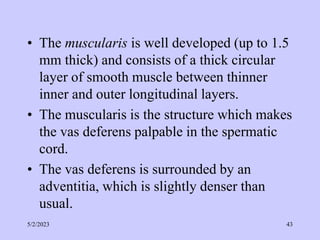 • The muscularis is well developed (up to 1.5
mm thick) and consists of a thick circular
layer of smooth muscle between thinner
inner and outer longitudinal layers.
• The muscularis is the structure which makes
the vas deferens palpable in the spermatic
cord.
• The vas deferens is surrounded by an
adventitia, which is slightly denser than
usual.
5/2/2023 43
 