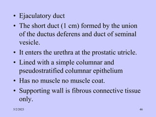 • Ejaculatory duct
• The short duct (1 cm) formed by the union
of the ductus deferens and duct of seminal
vesicle.
• It enters the urethra at the prostatic utricle.
• Lined with a simple columnar and
pseudostratified columnar epithelium
• Has no muscle no muscle coat.
• Supporting wall is fibrous connective tissue
only.
5/2/2023 46
 