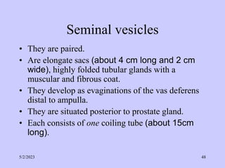 Seminal vesicles
• They are paired.
• Are elongate sacs (about 4 cm long and 2 cm
wide), highly folded tubular glands with a
muscular and fibrous coat.
• They develop as evaginations of the vas deferens
distal to ampulla.
• They are situated posterior to prostate gland.
• Each consists of one coiling tube (about 15cm
long).
5/2/2023 48
 