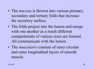 • The mucosa is thrown into various primary,
secondary and tertiary folds that increase
the secretory surface.
• The folds project into the lumen and merge
with one another as a result different
compartments of various sizes are formed.
All communicate with the lumen.
• The muscularis consists of inner circular
and outer longitudinal layers of smooth
muscle.
5/2/2023 49
 