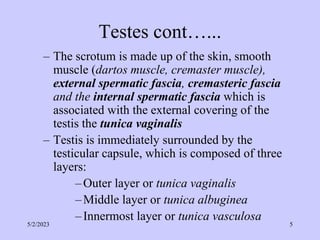 Testes cont…...
– The scrotum is made up of the skin, smooth
muscle (dartos muscle, cremaster muscle),
external spermatic fascia, cremasteric fascia
and the internal spermatic fascia which is
associated with the external covering of the
testis the tunica vaginalis
– Testis is immediately surrounded by the
testicular capsule, which is composed of three
layers:
–Outer layer or tunica vaginalis
–Middle layer or tunica albuginea
–Innermost layer or tunica vasculosa
5/2/2023 5
 