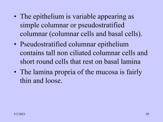 • The epithelium is variable appearing as
simple columnar or pseudostratified
columnar (columnar cells and basal cells).
• Pseudostratified columnar epithelium
contains tall non ciliated columnar cells and
short round cells that rest on basal lamina
• The lamina propria of the mucosa is fairly
thin and loose.
5/2/2023 50
 