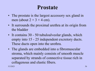 Prostate
• The prostate is the largest accessory sex gland in
men (about 2 × 3 × 4 cm).
• It surrounds the proximal urethra at its origin from
the bladder
• It contains 30 - 50 tubuloalveolar glands, which
empty into 15 - 25 independent excretory ducts.
These ducts open into the urethra.
• The glands are embedded into a fibromuscular
stroma, which mainly consists of smooth muscle
separated by strands of connective tissue rich in
collagenous and elastic fibers.
5/2/2023 56
 