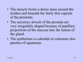 • The muscle forms a dense mass around the
urethra and beneath the fairly thin capsule
of the prostrate.
• The secretory alveoli of the prostate are
very irregularly shaped because of papillary
projections of the mucosa into the lumen of
the gland.
• The epithelium is cuboidal or columnar also
patches of squamous.
5/2/2023 57
 