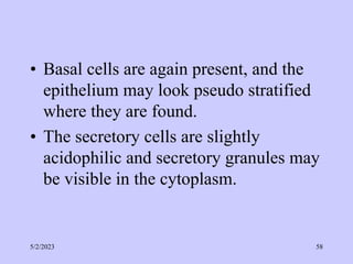 • Basal cells are again present, and the
epithelium may look pseudo stratified
where they are found.
• The secretory cells are slightly
acidophilic and secretory granules may
be visible in the cytoplasm.
5/2/2023 58
 