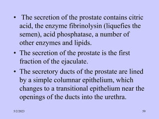 • The secretion of the prostate contains citric
acid, the enzyme fibrinolysin (liquefies the
semen), acid phosphatase, a number of
other enzymes and lipids.
• The secretion of the prostate is the first
fraction of the ejaculate.
• The secretory ducts of the prostate are lined
by a simple columnar epithelium, which
changes to a transitional epithelium near the
openings of the ducts into the urethra.
5/2/2023 59
 