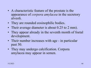 • A characteristic feature of the prostate is the
appearance of corpora amylacea in the secretory
alveoli.
• They are rounded eosinophilic bodies.
• Their average diameter is about 0.25 to 2 mm).
• They appear already in the seventh month of foetal
development.
• Their number increases with age - in particular
past 50.
• They may undergo calcification. Corpora
amylacea may appear in semen.
5/2/2023 60
 