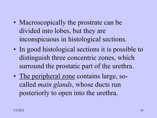 • Macroscopically the prostrate can be
divided into lobes, but they are
inconspicuous in histological sections.
• In good histological sections it is possible to
distinguish three concentric zones, which
surround the prostatic part of the urethra.
• The peripheral zone contains large, so-
called main glands, whose ducts run
posteriorly to open into the urethra.
5/2/2023 61
 