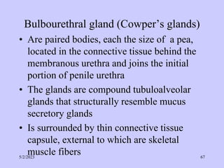 Bulbourethral gland (Cowper’s glands)
• Are paired bodies, each the size of a pea,
located in the connective tissue behind the
membranous urethra and joins the initial
portion of penile urethra
• The glands are compound tubuloalveolar
glands that structurally resemble mucus
secretory glands
• Is surrounded by thin connective tissue
capsule, external to which are skeletal
muscle fibers
5/2/2023 67
 