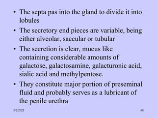 • The septa pas into the gland to divide it into
lobules
• The secretory end pieces are variable, being
either alveolar, saccular or tubular
• The secretion is clear, mucus like
containing considerable amounts of
galactose, galactosamine, galacturonic acid,
sialic acid and methylpentose.
• They constitute major portion of preseminal
fluid and probably serves as a lubricant of
the penile urethra
5/2/2023 68
 