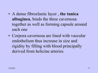 • A dense fibroelastic layer , the tunica
albuginea, binds the three cavernosa
together as well as forming capsule around
each one
• Corpora cavernosa are lined with vascular
endothelium thus increase in size and
rigidity by filling with blood principally
derived from helicine arteries
5/2/2023 73
 