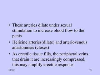• These arteries dilate under sexual
stimulation to increase blood flow to the
penis
• Helicine arteries(dilate) and arteriovenous
anastomosis (closes)
• As erectile tissue fills, the peripheral veins
that drain it are increasingly compressed,
this may amplify erectile response
5/2/2023 74
 