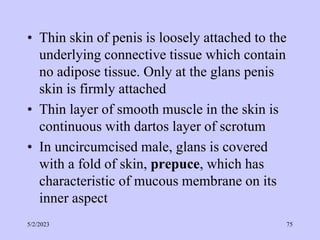• Thin skin of penis is loosely attached to the
underlying connective tissue which contain
no adipose tissue. Only at the glans penis
skin is firmly attached
• Thin layer of smooth muscle in the skin is
continuous with dartos layer of scrotum
• In uncircumcised male, glans is covered
with a fold of skin, prepuce, which has
characteristic of mucous membrane on its
inner aspect
5/2/2023 75
 