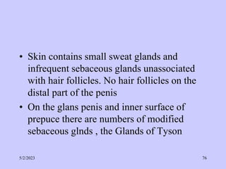 • Skin contains small sweat glands and
infrequent sebaceous glands unassociated
with hair follicles. No hair follicles on the
distal part of the penis
• On the glans penis and inner surface of
prepuce there are numbers of modified
sebaceous glnds , the Glands of Tyson
5/2/2023 76
 