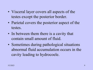 • Visceral layer covers all aspects of the
testes except the posterior border.
• Parietal covers the posterior aspect of the
testes.
• In between them there is a cavity that
contain small amount of fluid.
• Sometimes during pathological situations
abnormal fluid accumulation occurs in the
cavity leading to hydrocoele.
5/2/2023 9
 