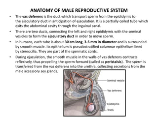 Male Reproductive System - Anatomy, Physiology and Pathology | PPTX
