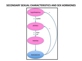 Male Reproductive System Anatomy Physiology And Pathology PPTX male-reproductive-system-anatomy-physiology-and-pathology-pptx