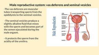 Human Reproductive Systems anatomy | PPTX