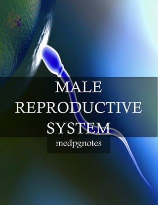 MALE
REPRODUCTIVE
SYSTEM
medpgnotes
 