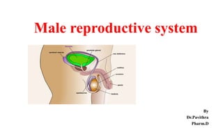 Male reproductive system
By
Dr.Pavithra
Pharm.D
 