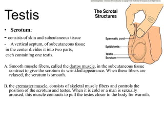 male reproductive system, spermatogensis, sperm.pptx